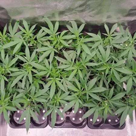 IN Liberty Haze & Biotabs
