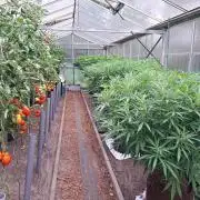 GH Biscotti#7 Zamnesia CLONE