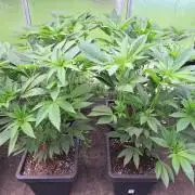 GH Cookies Gelato CLONE