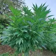 OUT Cookies Gelato CLONE