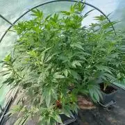 GH Cookies Gelato CLONE