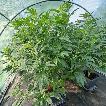GH Cookies Gelato CLONE