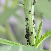 Biscotti#7 Zamnesia CLONE