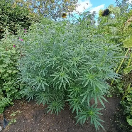 OUT Biscotti#7 CLONE
