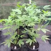 Sour Papaya CLONES