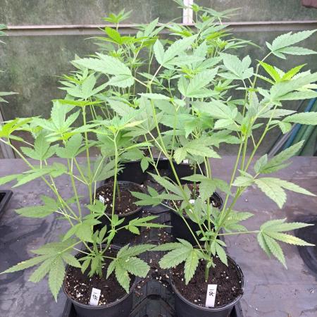 Sour Papaya CLONES