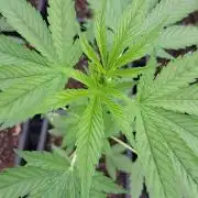 Amnesia Haze Go Fast
