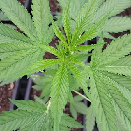 Amnesia Haze Go Fast