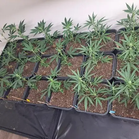 #NOVEGCANNABIS Challenge