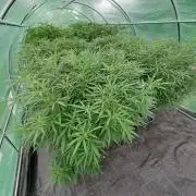 Biscotti#7 Zamnesia CLONE