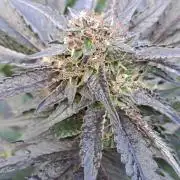 OUT/GH Liberty Haze & Cookies Gelato