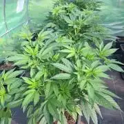 GH Cookies Gelato CLONE