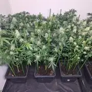 Amnesia Haze Go Fast CLONES