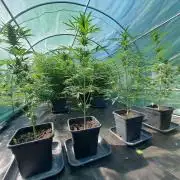 Mikromachine Auto