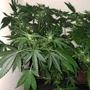 Sour Papaya CLONES