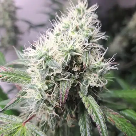 Amnesia Haze Go Fast CLONES
