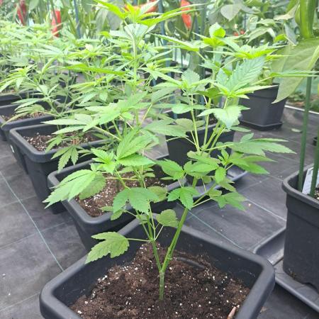 Zoap Rosé CLONES