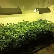 Amnesia Haze Go Fast CLONES