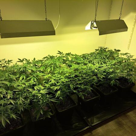 Amnesia Haze Go Fast CLONES