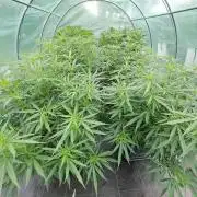 Biscotti#7 Zamnesia CLONE