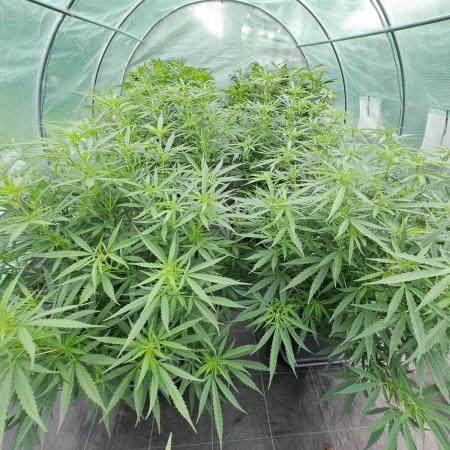 Biscotti#7 Zamnesia CLONE