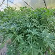 GH Cookies Gelato CLONE