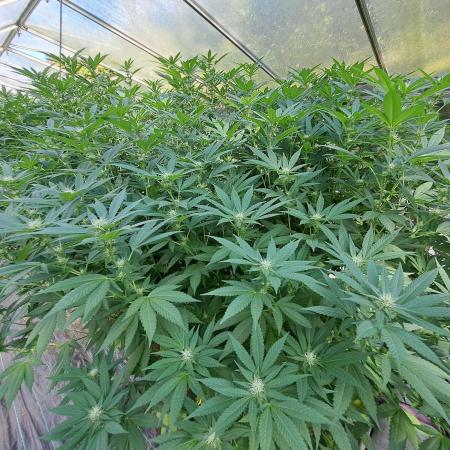 GH Cookies Gelato CLONE