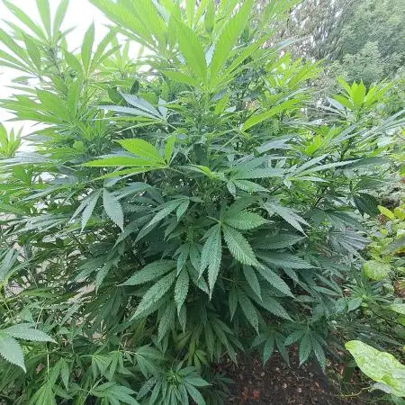 OUT Biscotti Zamnesia Clones
