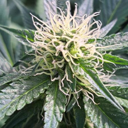 GH Cookies Gelato CLONE