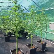 Amnesia Haze Go Fast
