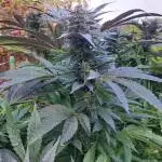 OUT/GH Liberty Haze & Cookies Gelato