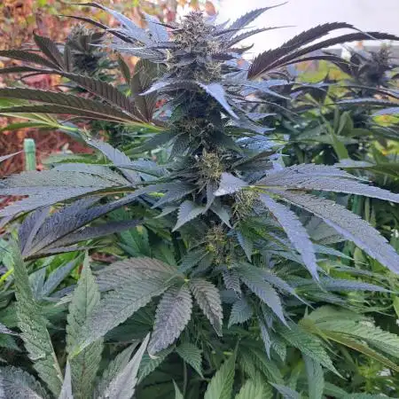 OUT/GH Liberty Haze & Cookies Gelato