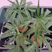 OUT Biscotti#7 CLONE