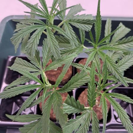 OUT Biscotti#7 CLONE