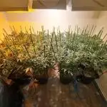IN Liberty Haze & Biotabs