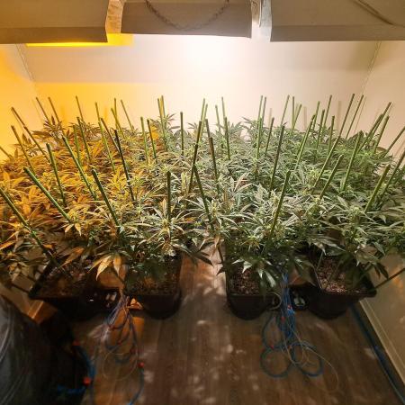 IN Liberty Haze & Biotabs