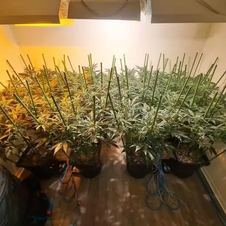 IN Liberty Haze & Biotabs