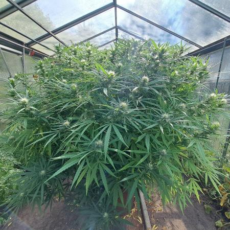GH Biscotti#7 Zamnesia CLONE
