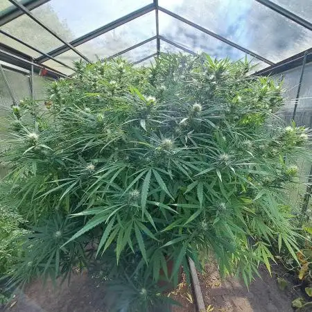 GH Biscotti#7 Zamnesia CLONE