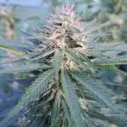 Sour Papaya