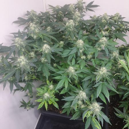Sour Papaya CLONES