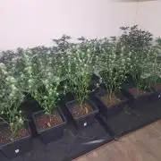 Amnesia Haze Go Fast CLONES