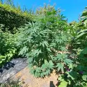 OUT Cookies Gelato CLONE