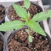 Amnesia Haze Go Fast