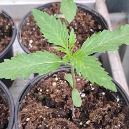 Amnesia Haze Go Fast