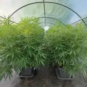 Biscotti#7 Zamnesia CLONE