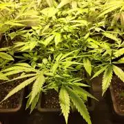 Clementine Slush CLONES