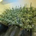 IN Liberty Haze & Biotabs