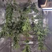 Mikromachine Auto