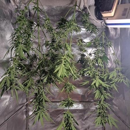 Mikromachine Auto